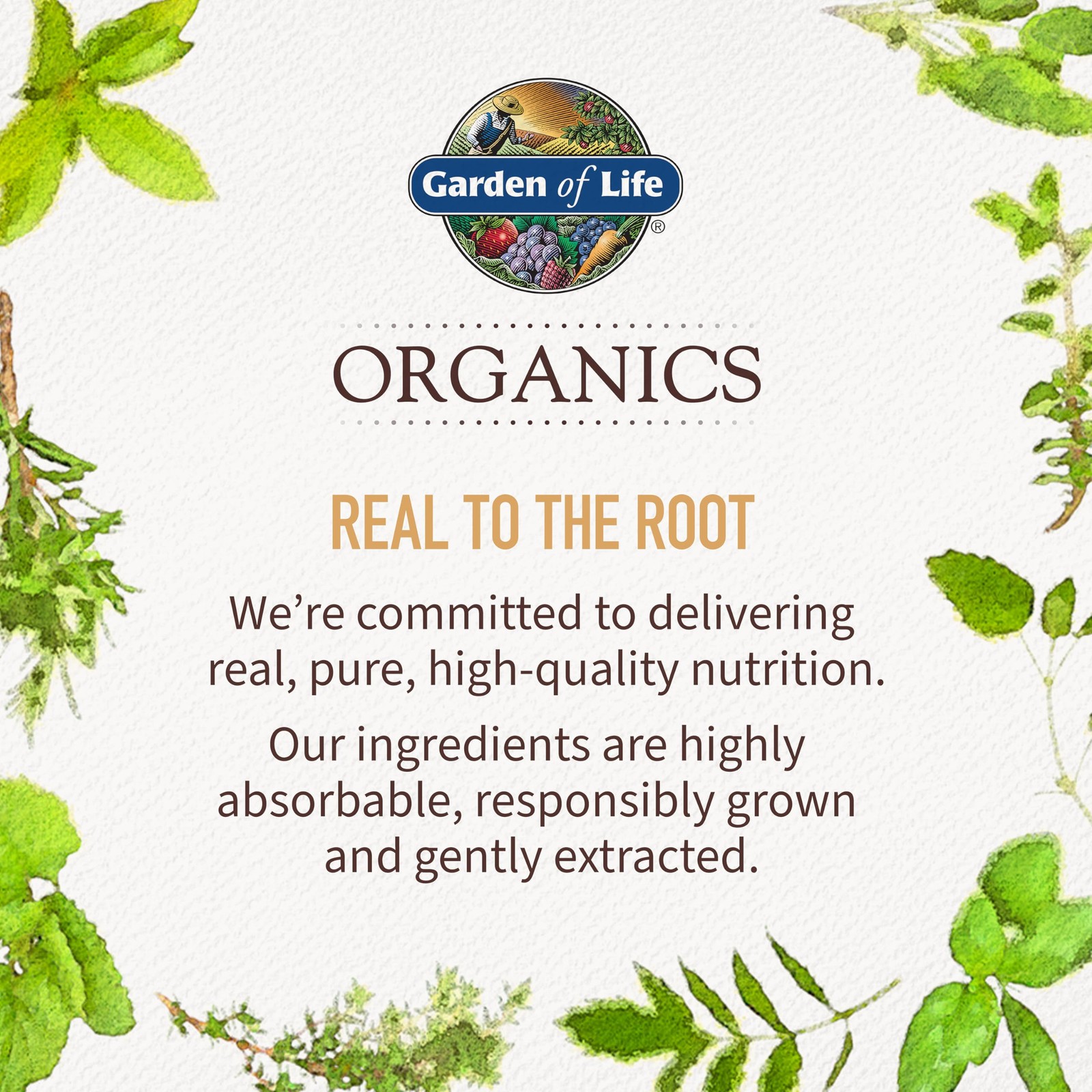 Garden of Life Organics Elderberry Gummies for Adults & 120 Count (Pack 1)
