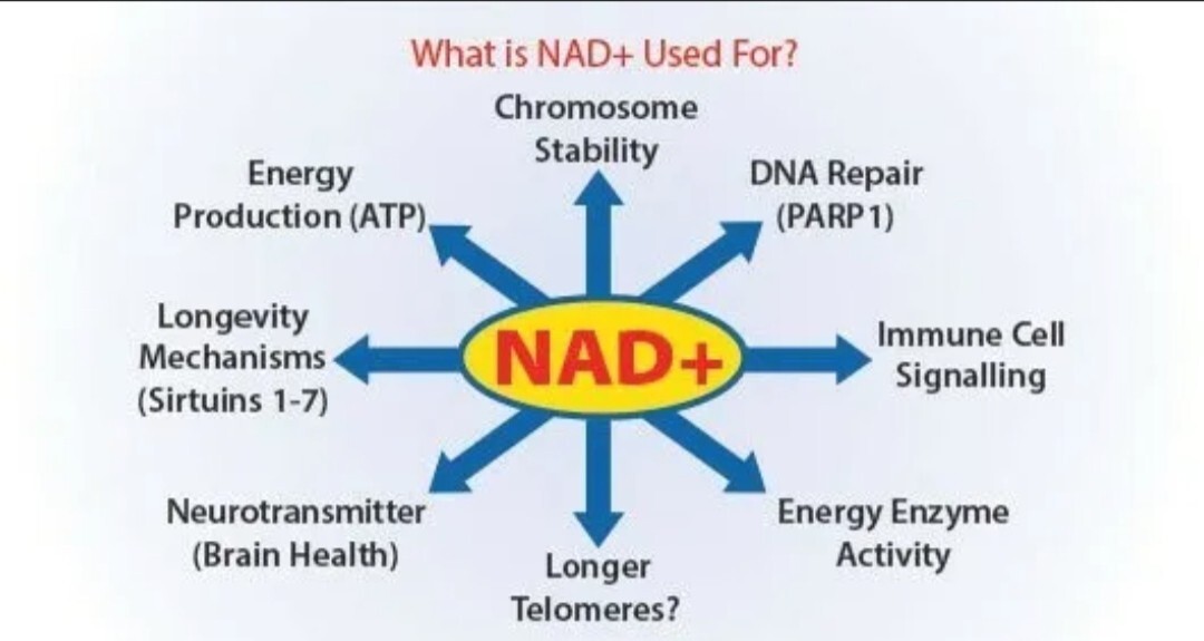 Synext NAD+ Suppl 30 Tabs TGA -FREE Express Post+Gift -Biogency Authorised Agent
