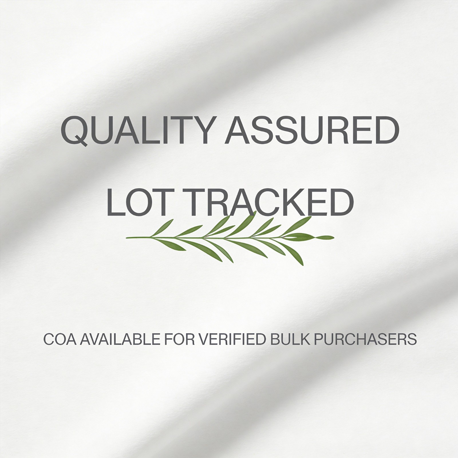 Chanca Piedra Powder 10KG Bulk Phyllanthus Niruri 60 Mesh Wholesale Ingredient