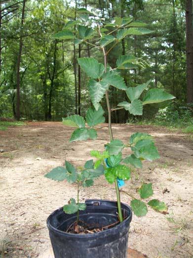 Ouachita Thornless Blackberry Plant Nutritious Health Plants Sweet Blackberries