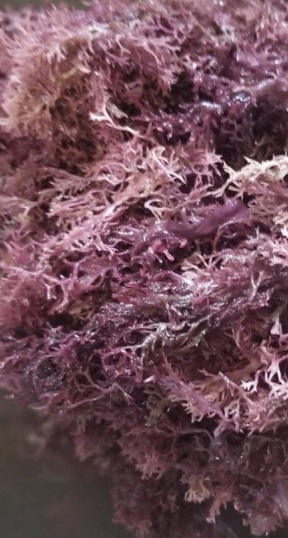 WILDCRAFTED Purple Sea Moss (imported from coastal Jamaica) READ FIRST!!!!