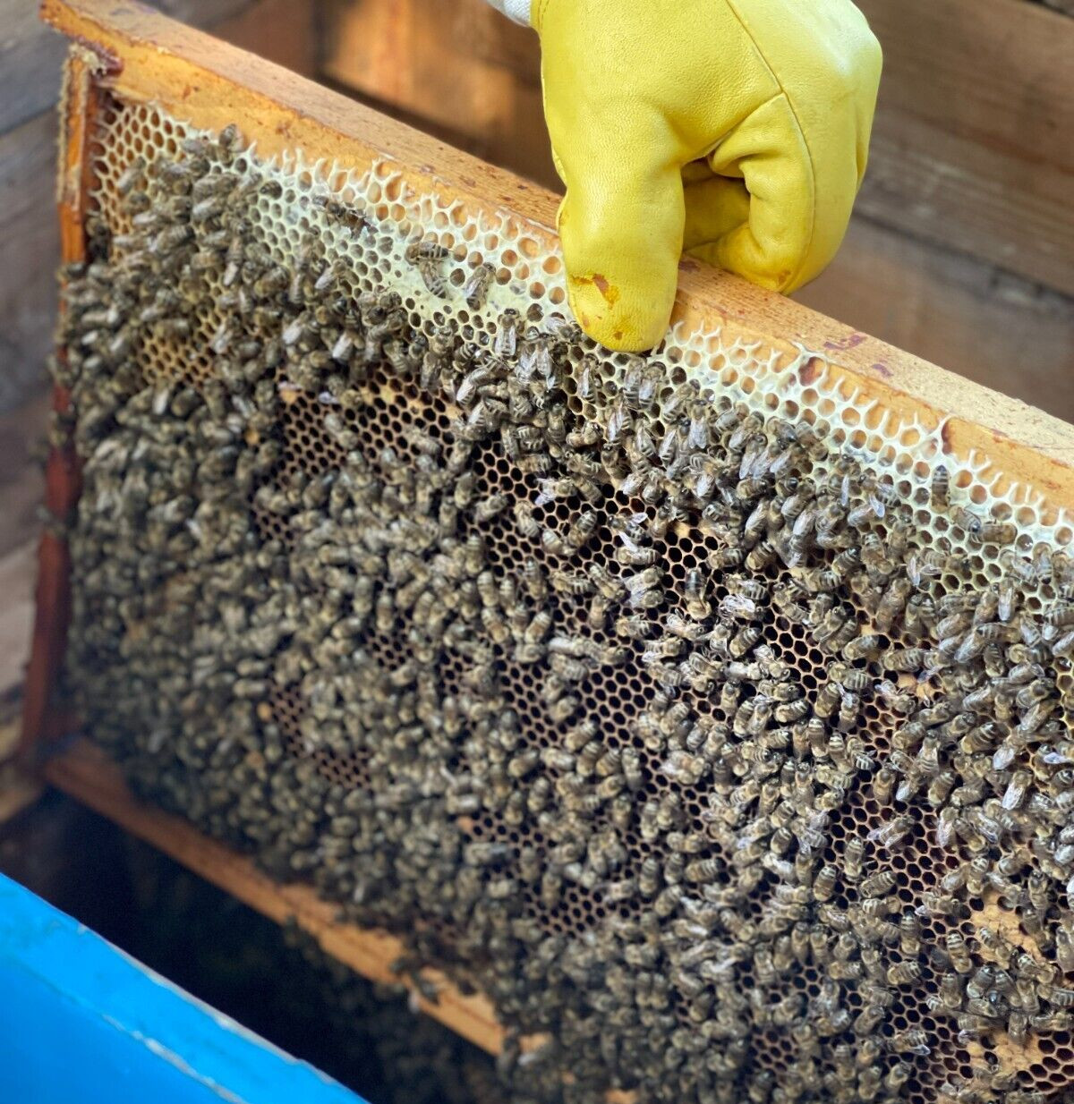 Bee Pollen Granules – Natural Raw Fresh Organic 2025 harvest / 400 g (14 oz)
