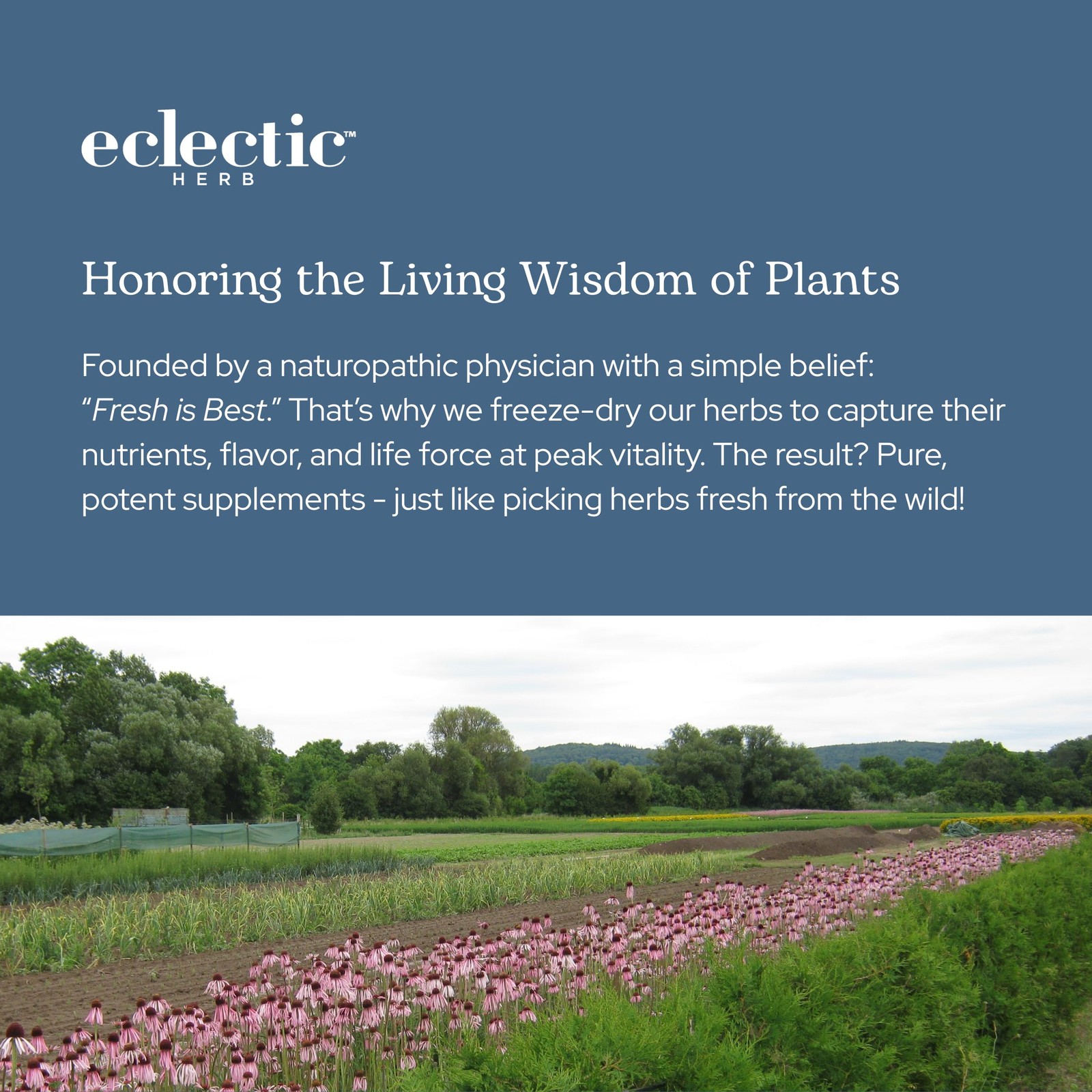 Eclectic Herb – Bitter Melon Capsules | Digestion & Immune Support Supplement…