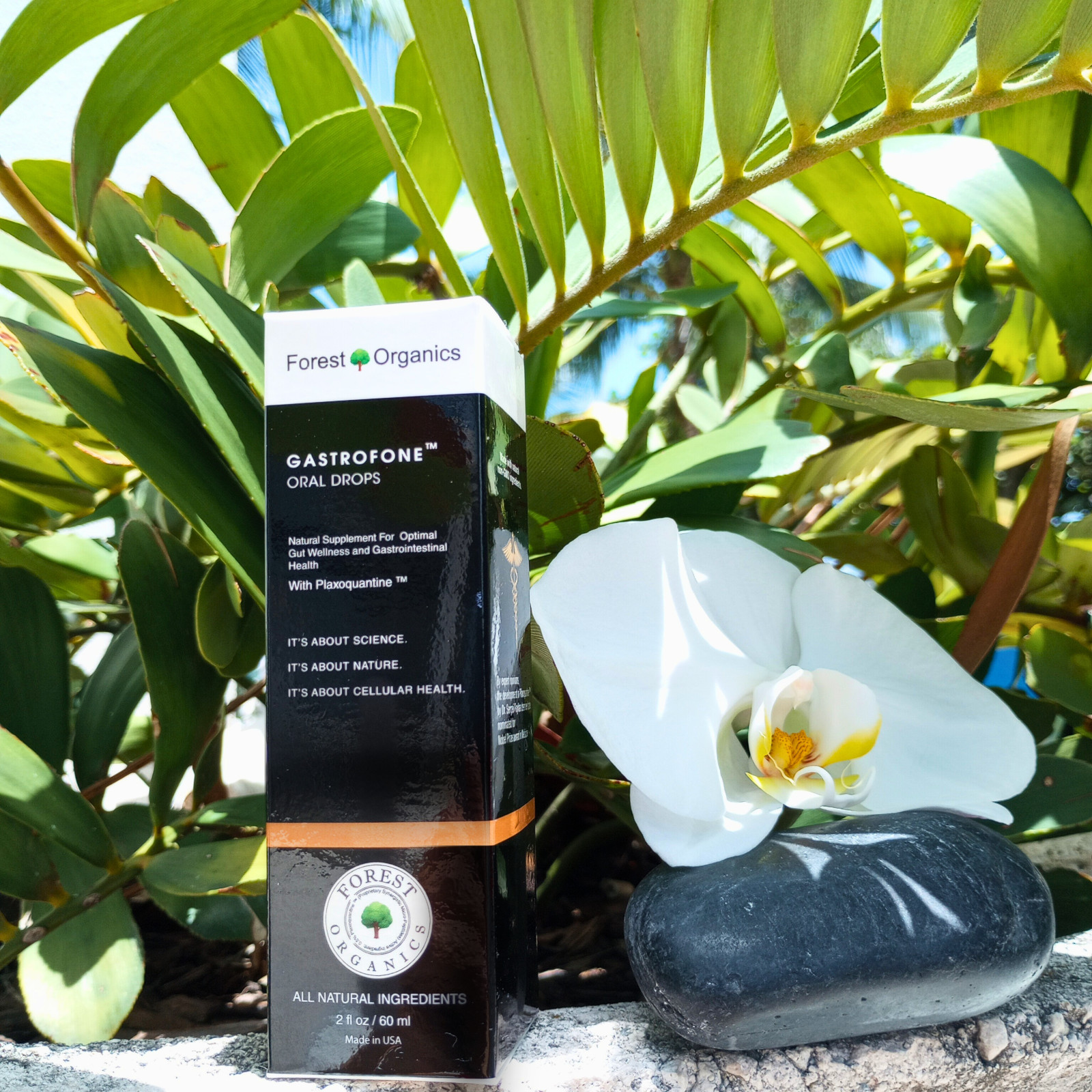 Gut Health Herbal Extract for Digestive: Organic Tincture upset Tummy&Nausea Aid