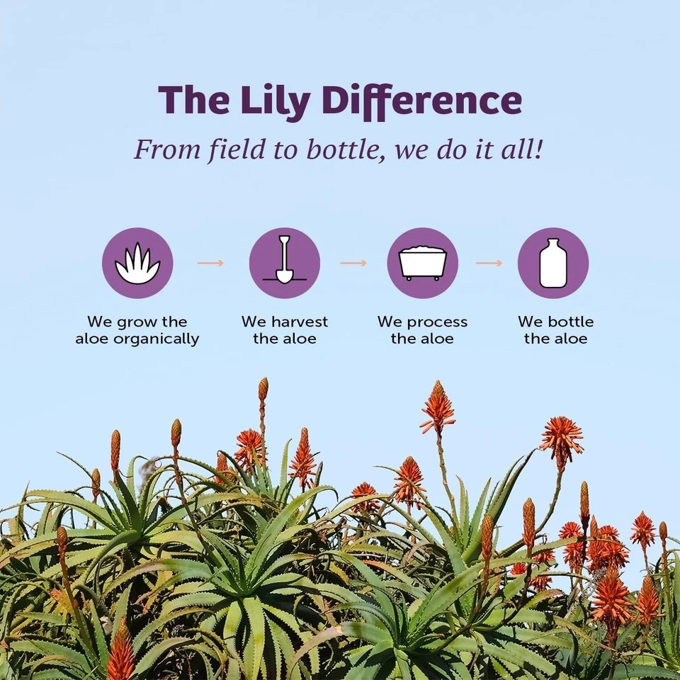 Lily of Desert Aloe Vera Juice Whole Leaf (Filtered) 128 fl.oz Each (Pack of 3)