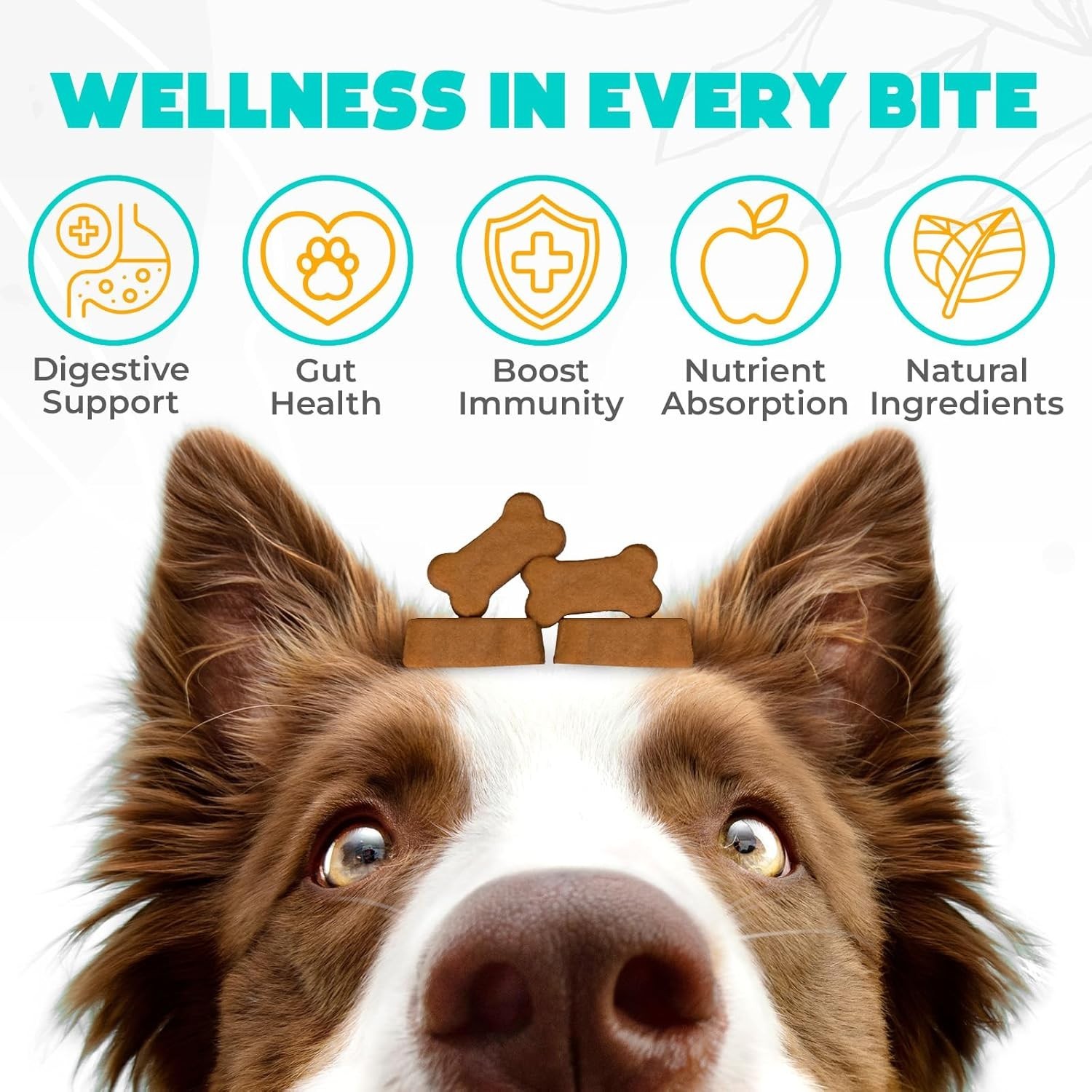 Probiotics for Dogs Chews 60 Pcs – Digestive, Gut Health & Diarrhea Support – Ch