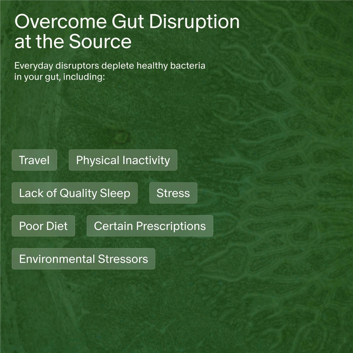 Seed 14-Day Gut Reset Probiotic Capsules – 28ct: Probiotic and Prebiotic Blends
