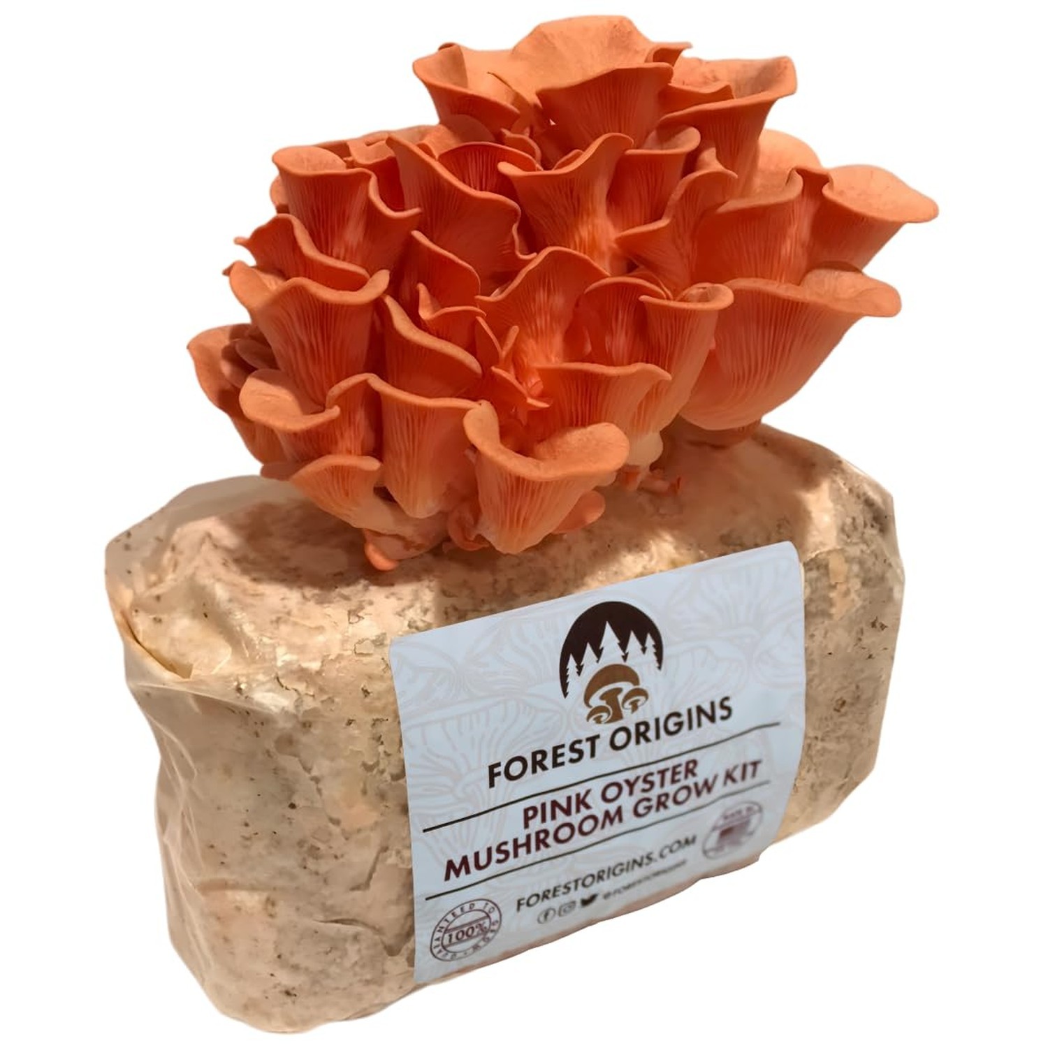 Forest Origins Pink Oyster Mushroom Grow Kit, Beginner Friendly & Easy to Use…