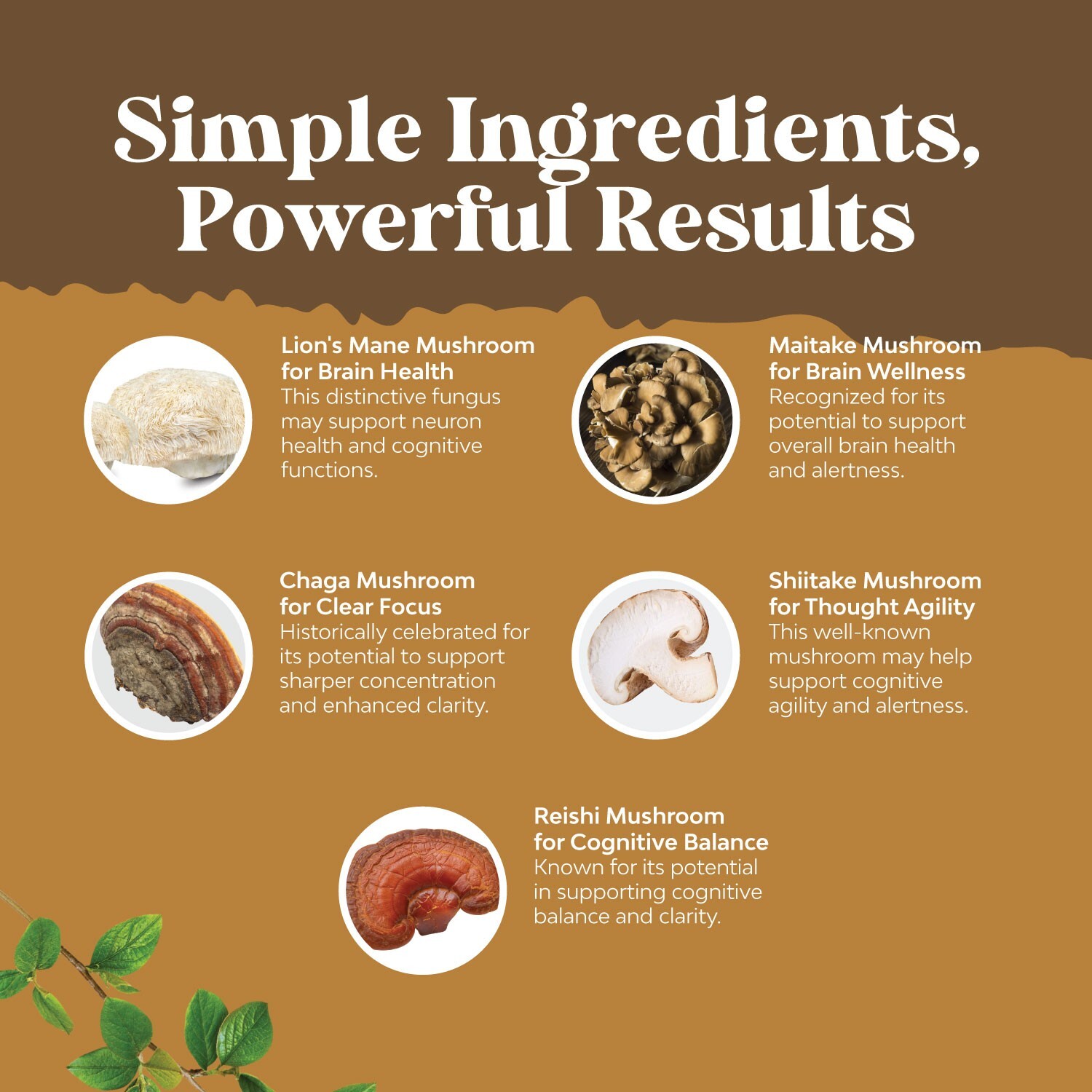 Advanced Lion’s Mane Mushroom Supplement – 5X Fruiting Body Mushroom Complex